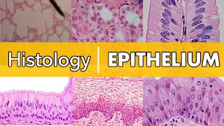 Histology  Epithelium [upl. by Ayo]