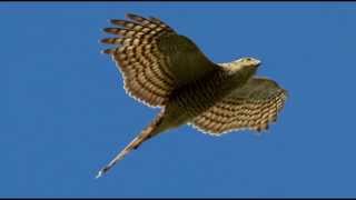 Sparrowhawk Bird Call Bird Song [upl. by Bronwyn]