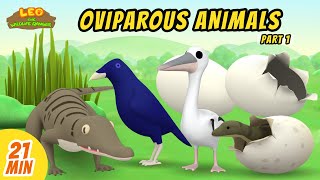 Oviparous Animals Minisode Compilation Part 17  Leo the Wildlife Ranger  Animation  For Kids [upl. by Theall]