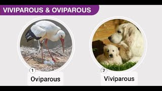 Viviparous and Oviparous animals  Reproduction in animals [upl. by Durrell325]