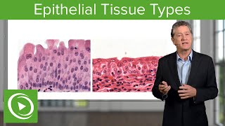 Epithelial Tissue Sections amp Functions – Histology  Lecturio [upl. by Neryt]