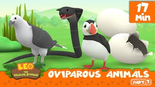 Oviparous Animals Minisode Compilation Part 77  Leo the Wildlife Ranger  Animation  For Kids [upl. by Adniles]