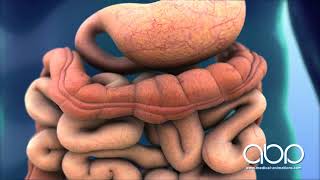 Digestive System in Action  3D Medical Animation  ABP © [upl. by Nakhsa400]