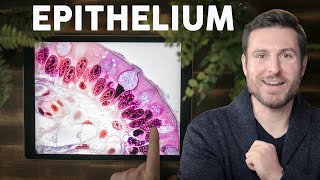 Epithelial Tissue Histology Explained for Beginners  Corporis [upl. by Admama]